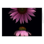 Cone Flowers Greeting Card