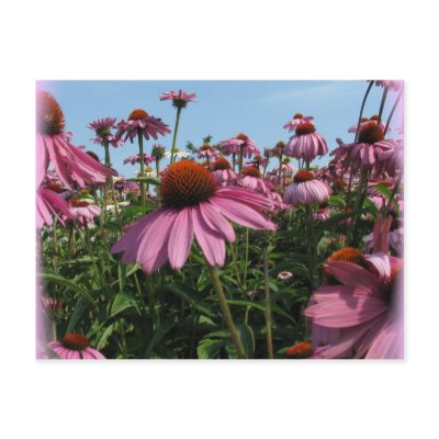 Cone Flowers Postcard by PerennialGardens