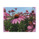 Cone Flowers Postcard