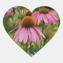 Cone Flowers Sticker