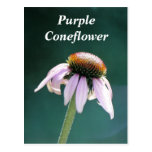 Cone in the Morning, Purple Coneflower Postcards