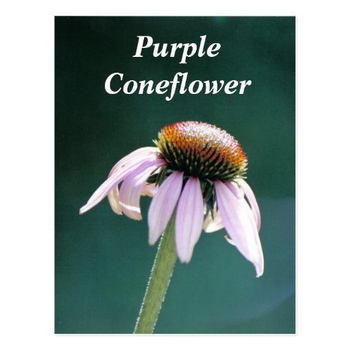 Cone in the Morning, Purple Coneflower Postcards