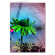 Coneflower Art Cards