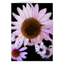 Coneflower Card