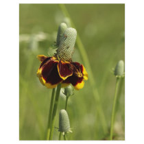 Coneflower Flyer