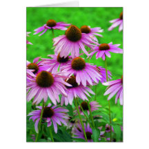Coneflower Greeting Card