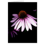 Coneflower Note Card