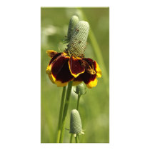 Coneflower Photo Cards