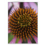 Coneflower Photo Greeting Cards