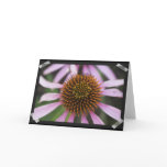Coneflower Photo Greeting Cards