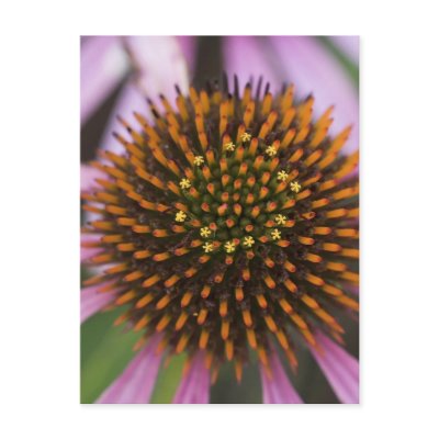 Coneflower Photo Postcards by PerennialGardens