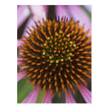 Coneflower Photo Postcards