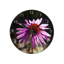 Coneflower pourpre