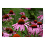 Coneflowers cards