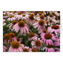 Coneflowers Greeting Cards