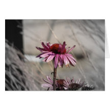 Coneflowers Greeting Cards