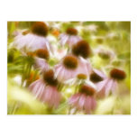 Coneflowers In The Morning Sun Postcards