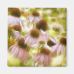 Coneflowers In The Morning Sun Refrigerator Magnet