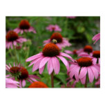Coneflowers Post Card