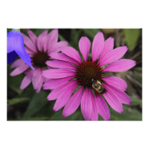 Coneflowers pourpre photos d’art