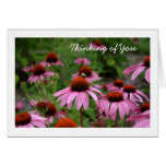 Coneflowers - Thinking of You cards