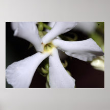 Confederate Jasmine on Canvas, Version B Print