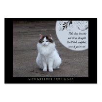 Confident Life Lessons From a Cat ACEO Art Cards