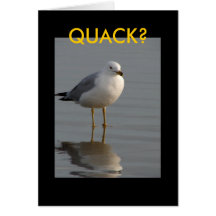 confused gull card