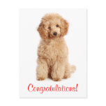 Congratulations Apricot Poodle Puppy Dog Postcard