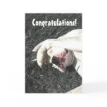 Congratulations Boxer Dog greeting card