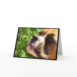 Congratulations Boxer greeting card