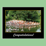 congratulations, flamingos postcards