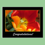 congratulations,tulip postcards