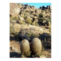 Congress Arizona Cacti Postcards