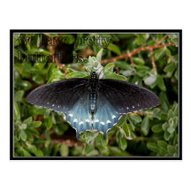 Congress, Arizona Pipevine Swallowtail Butterfly Post Cards