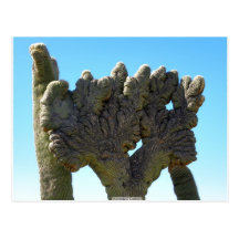 Congress Crested Saguaro Postcard