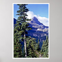 Conifer Trees - Glacier National Park Posters