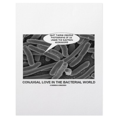 Conjugal Love In The Bacterial World by wordsunwords