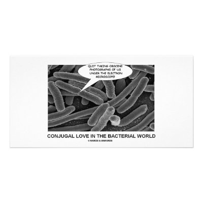 Conjugal Love In The Bacterial World by wordsunwords