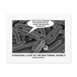 Conjugal Love In The Bacterial World