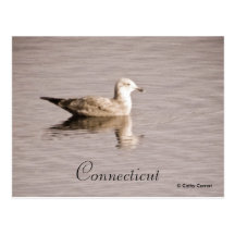 Connecticut Postcard