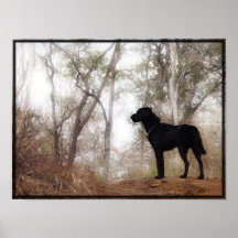 Conservation Canine "Scooby" Picture/Print