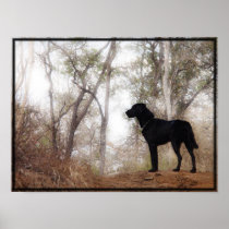 Conservation Canine "Scooby" Picture/Print