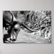 Consommation de Longhorn Poster