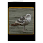 Contemplative Seagull Cards