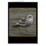 Contemplative Seagull Cards