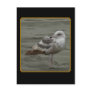 Contemplative Seagull Postcards