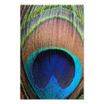 Contemporary Peacock Feather Close-Up Photo Art photography