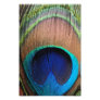 Contemporary Peacock Feather Close-Up Photo Art