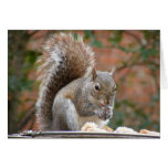 Contented Squirrel Card